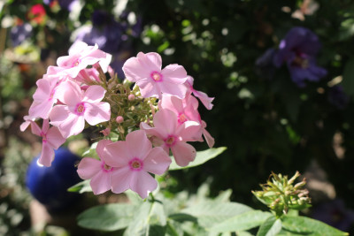Phlox hellrosa hoch Hibiscus.JPG