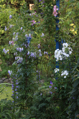 Phlox weiss niedrig Terr Aconitum.JPG