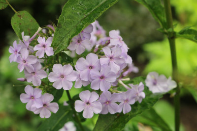 Phlox Morgengrauen 14.JPG