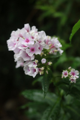 Phlox nicht Hesperis Pflanzplatz 3.JPG