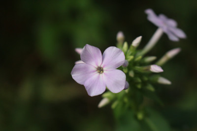 Phlox Pflanzplatz II.JPG