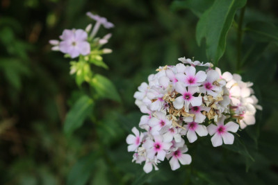 Phlox nicht Hesperis Pflanzplatz 10.JPG