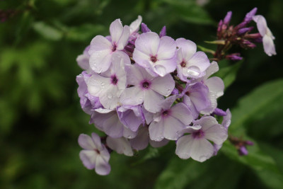 Phlox nicht Hesperis Terr.JPG