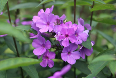 Phlox nicht Blue Paradise 8.JPG