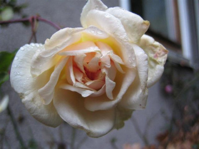 IMG_4321_Small.JPG