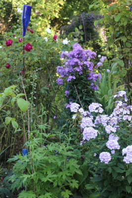 Phlox nicht Hesperis u nicht Blue Paradise.JPG