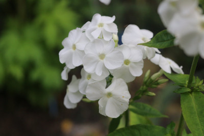 Phlox weiss I Nova 8.JPG