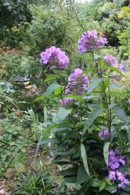 Phlox Blue Paradise Fisch.JPG