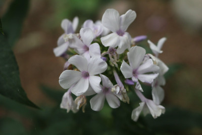 Phlox Laerche 3.JPG