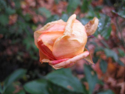 IMG_4325_Small.JPG