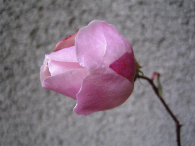 IMG_4317_Small.JPG