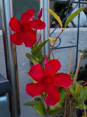 Dipladenia