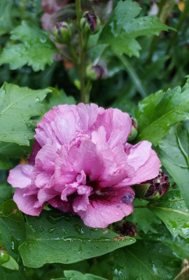 Hibiskus