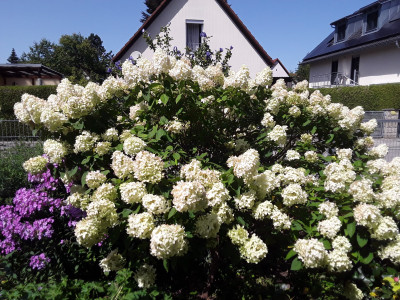 Hortensien im Vorgarten
