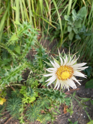 IMG_0775.jpeg
