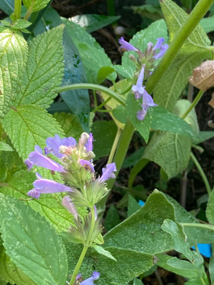 IMG_0773.jpeg
