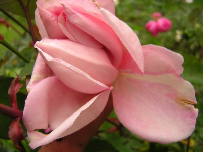 GroenanderungDSCN3138.JPG