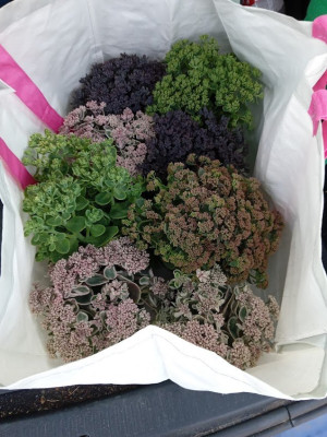 sedum.jpg