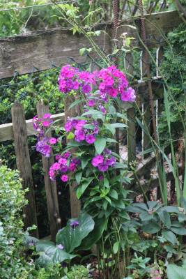 Phlox DuesterloheSuedzaun.JPG