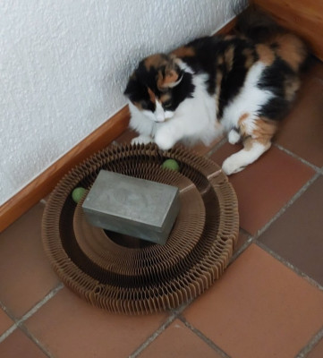 Das neue, spannende Spielzeug