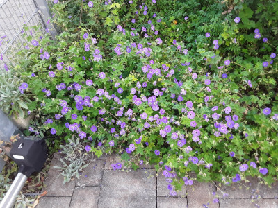 Geranium Rozanne