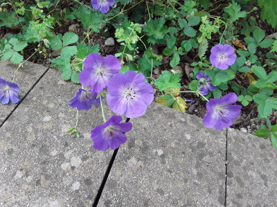 Geranium Rozanne