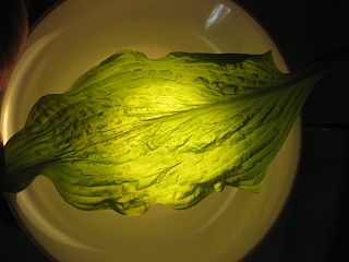 k-IMG_0494.jpg