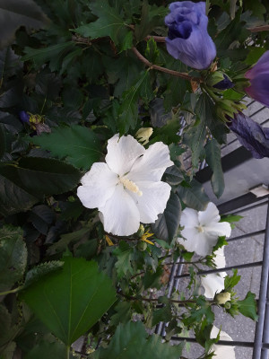 Hibiskus im Vorgarten