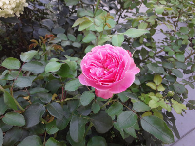 Rose Galileo Galilei
