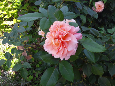 Rose Westerland