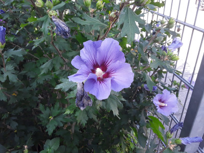 Hibiskus