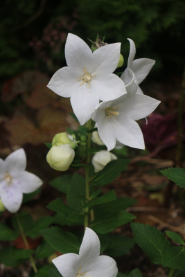 Platycodon weiss.JPG