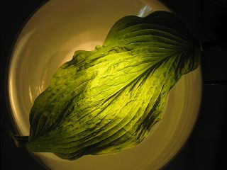 k-IMG_0493.jpg