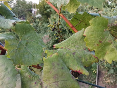 Muscat bleu Oidium.jpeg