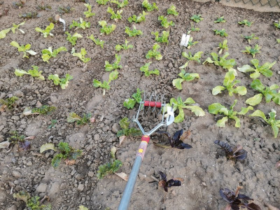 Salat Unkraut hacken 20250814.jpeg