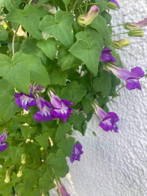 IMG_0792.jpeg