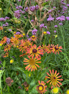 Helenium Loysder Wieck August 2025.jpg