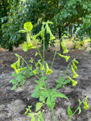 Nicotiana langsdorfii August 2025.jpg