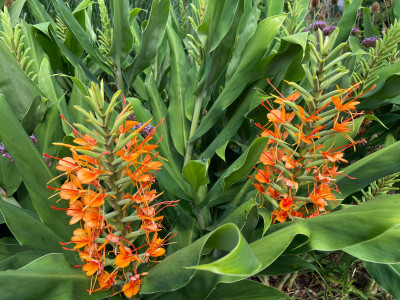 Hedychium coccineum Tara 2 August 2025.jpg