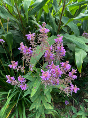 Desmodium canadensis August 2025.jpg
