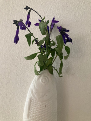 IMG_0806.jpeg