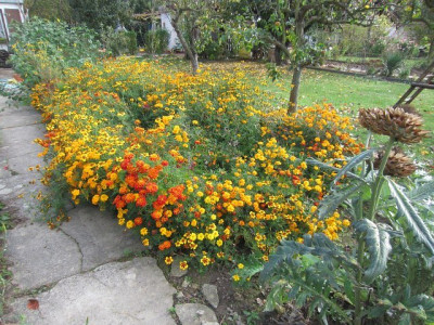 Tagetes.jpg