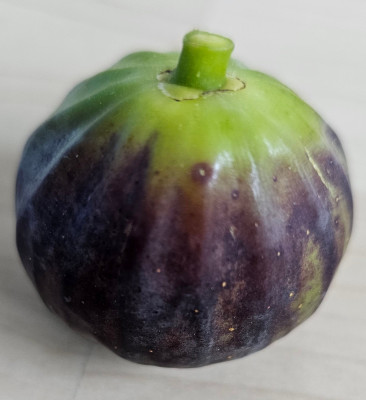 Exquisito Herbstfeige aussen1.jpg