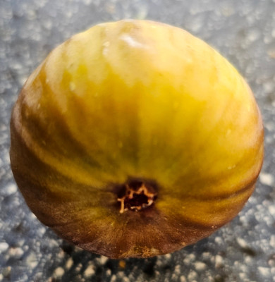 Dels Ermitans Herbstfeige aussen2.jpg