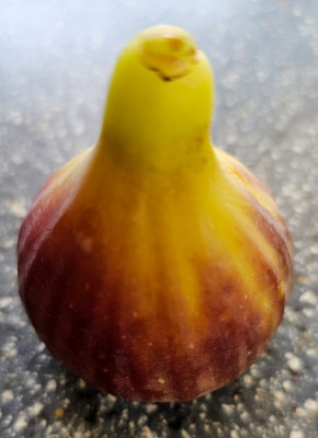 Dels Ermitans Herbstfeige aussen1.jpg