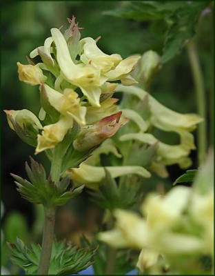 Corydalis_spec._ex._junnan.JPG