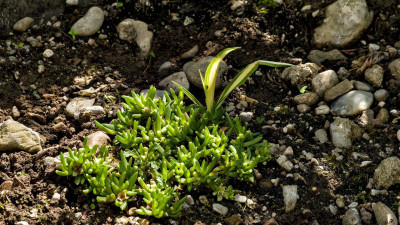 mittagsblume-yucca.jpg
