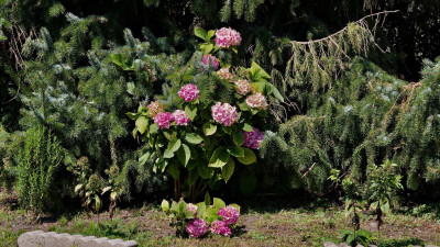 macrophylla.jpg
