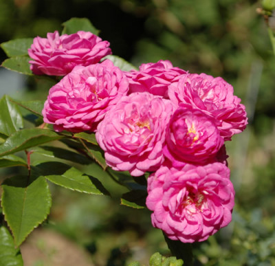 Excellenz_von_Schubert_0011__S3_36815.jpg
