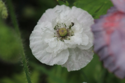 Papaver weiss 5.JPG